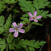 Photographie de fleurs de géranium Herbe à Robert.