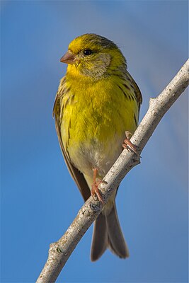 Girlits (Serinus serinus), mantje LC - least concern (ei trüüwet)