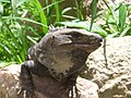 Exemplar d'iguana en Uxmal.