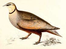 Yellow-throated Sandgrouse