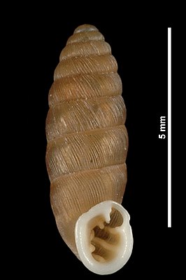 Abida vergniesiana