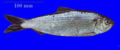 Alosa pseudoharengus