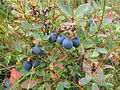 Muurbei (Vaccinium uliginosum)