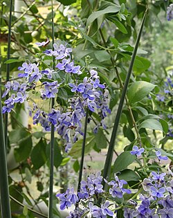 Sinikohtalonpensas (Clerodendrum ugandense)