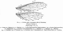 Clothoda nobilis