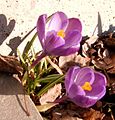 Vårkrokus i blomstring