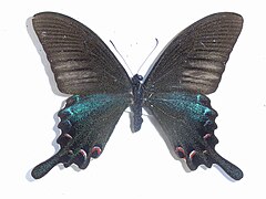 アゲハチョウ族 Papilionini: Papilio dialis andromius