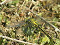 Miegkohsteert (Gomphus pulchellus)