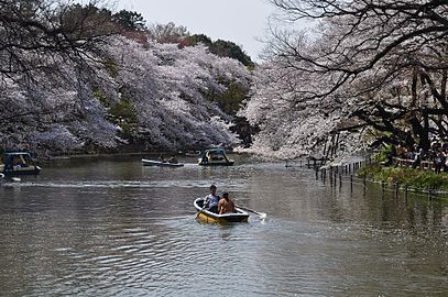 Inokashiran puistoa