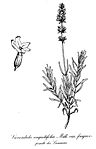 Lavandula angustifolia