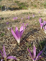 <center>Colchicum montanum</center>