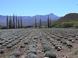 Ladismith – Veduta