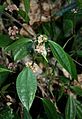 Pilea longicaulis