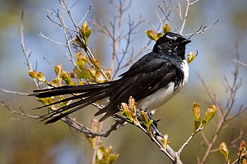 Willie Wagtail