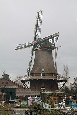 Zeldenrust, januari 2009