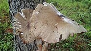 Macrolepiota albuminosa