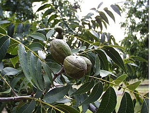 Pekan (Carya illinoinensis) med frugter og løv. Foto: Brad Haire