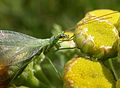 Chrysopa phyllochroma