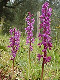 Vignette pour Orchis mâle