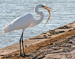 Nagy kócsag (Ardea alba)