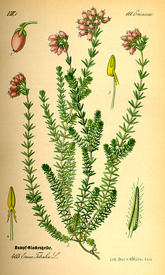 Soo-eerika Erica tetralix