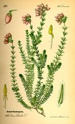 Hiasruus (Erica tetralix), tiaknang