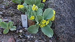 Kõrvikpriimula Primula auricula