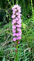 Liatris spicata (Sottotribù Liatrinae)