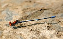 Argia cupraurea