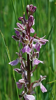 Vignette pour Orchis patens