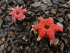 Aseroe rubra (Clathraceae)