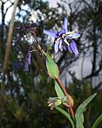 Stypandra glauca.