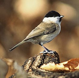 Paprastoji pilkoji zylė (Parus palustris)