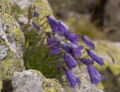 Campanula scheuchzeri