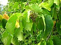 Corylus colurna