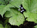 Diphylleia grayi