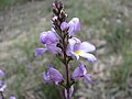 Euphrasia collina