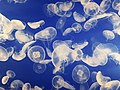 Image 76Jellyfish are easy to capture and digest and may be more important as food sources than was previously thought. (from Marine food web)