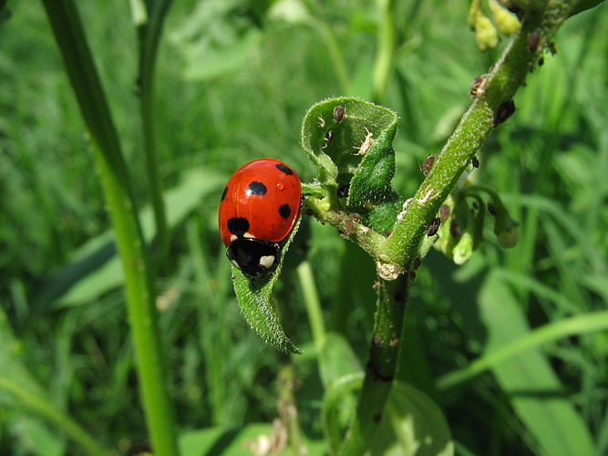 Божья коровка (Coccinella sp.)