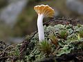 Lichenomphalia umbellifera (her fotograferet i Polen) er en basidiesvamp, der har et lavagtigt thallus, men et frugtlegeme, der ligner andre ikke-lavdannende basidiesvampe.