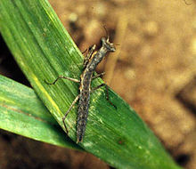 Litaneutria minor-nymph.jpg