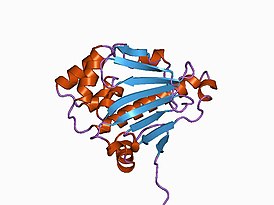 Структура N-концевого домена шаперона дрожжей Hsp90.[2]