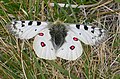 Alpine Apollo Butterfly