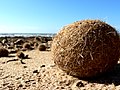 Bolvormige bladerresten (Aegagropila) van zeegras op het strand