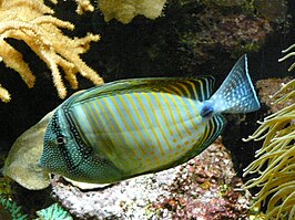 Zebrasoma desjardinii