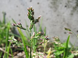 Hirușor (Poa annua)