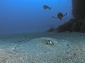 Divers and Southern Stringray next to Diamond Rock