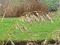 rye brome (B. secalinus) flowers