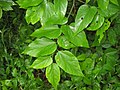 Miniatura para Celtis tenuifolia