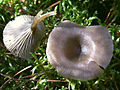 !Clitocybe metachroa!